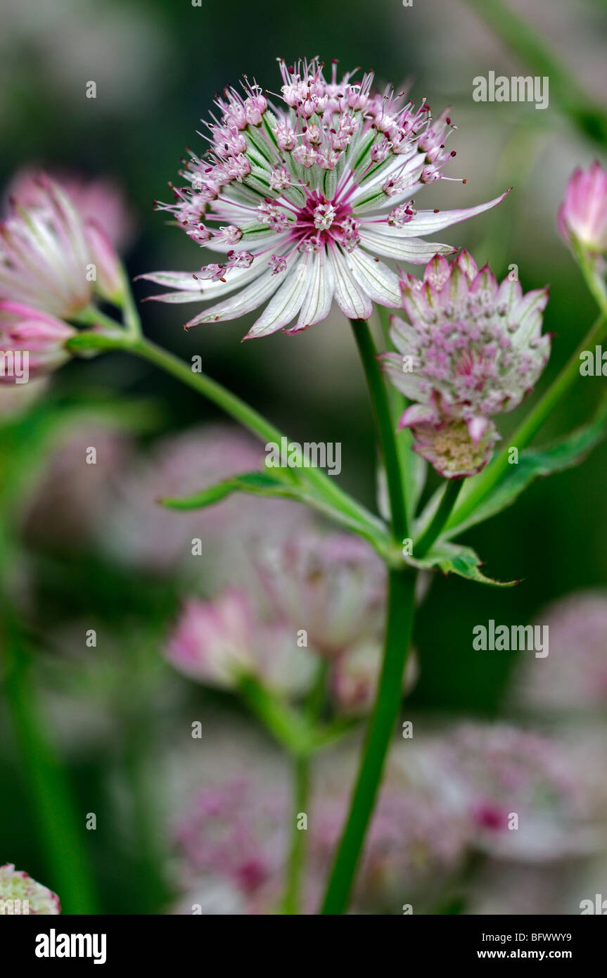 Astrantia major var. rosea 'George's Form cultivar dusky pink flowers  silver green bracts bloom blossom perennial Stock Photo