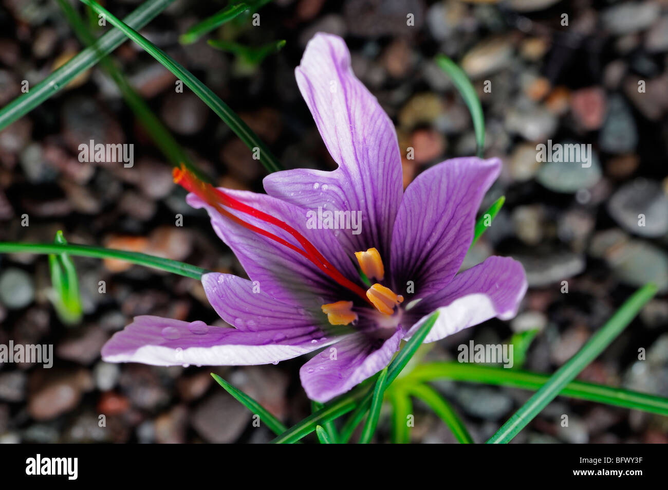 Crocus sativus Autumn Crocus Saffron flower single one open bloom blossom purple red stamen Stock Photo