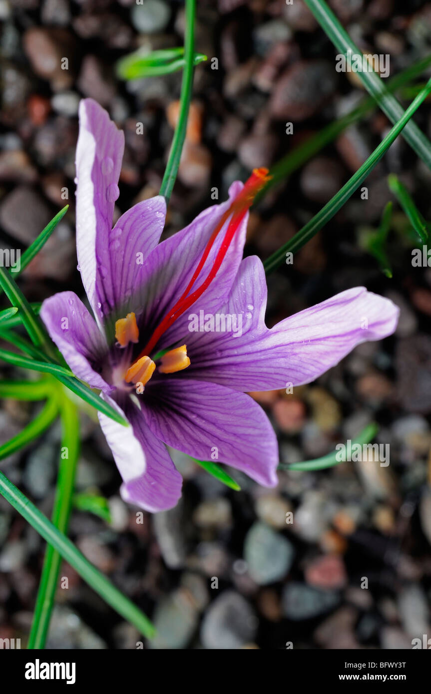 Crocus sativus Autumn Crocus Saffron flower single one open bloom blossom purple red stamen Stock Photo