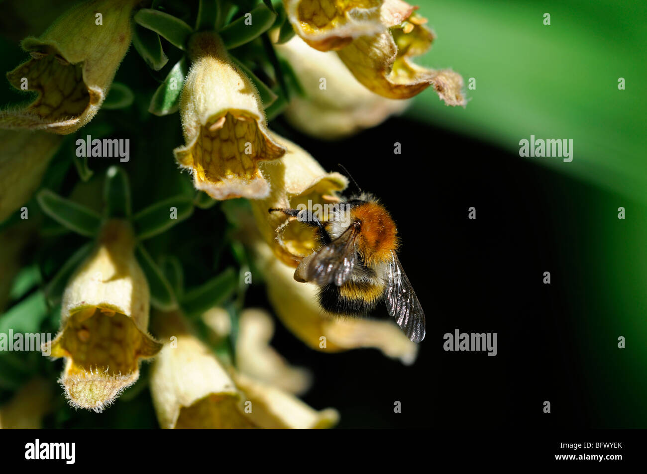foxglove Digitalis stewartii flower honey bee landing land closeup close up detail macro Stock Photo