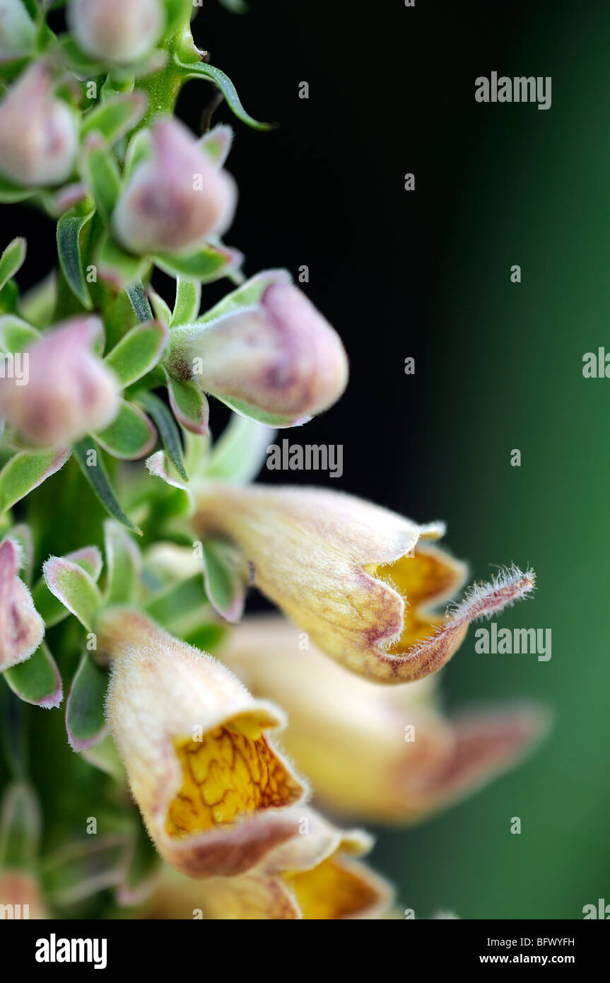 foxglove Digitalis stewartii closeup close up detail macro Stock Photo Alamy