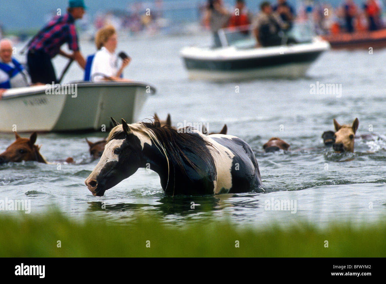 Assateague ponnies swim across the channel during the annual Chincoteague Pony Swim in Virginia. Stock Photo