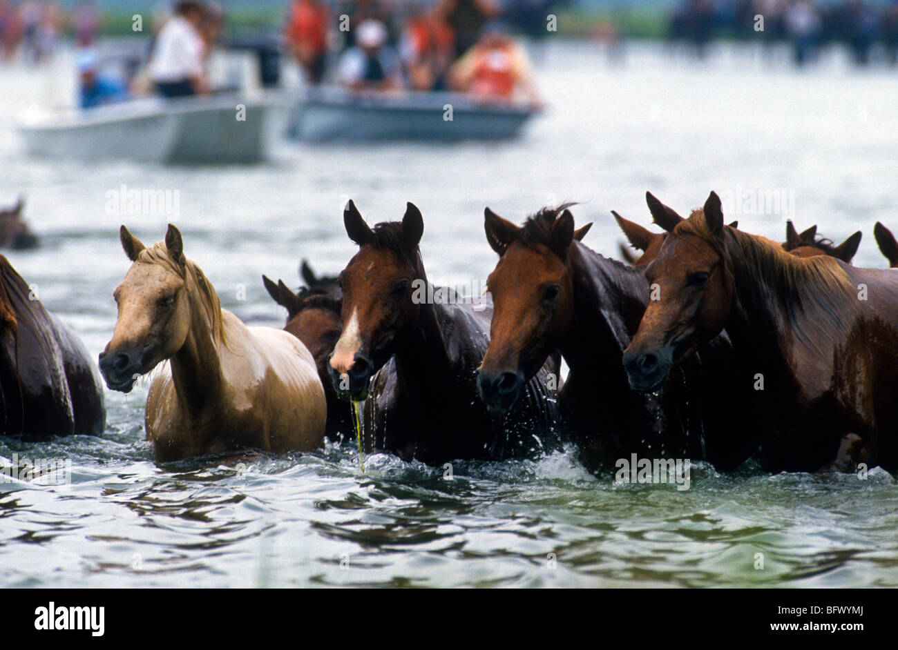 Assateague ponnies swim across the channel during the annual Chincoteague Pony Swim in Virginia. Stock Photo