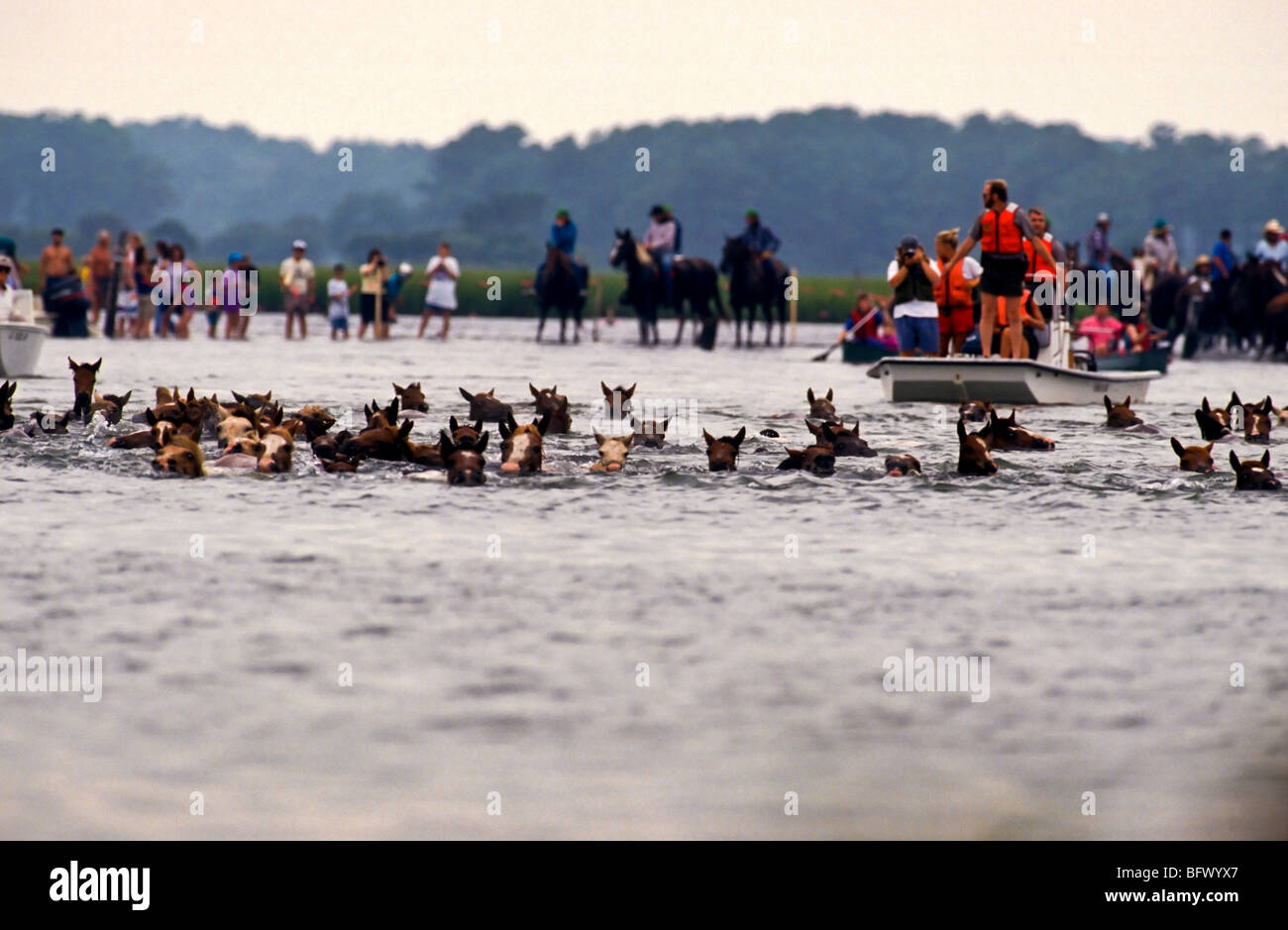 Assateague ponnies swim across the channel during the annual Chincoteague Pony Swim in Virginia. Stock Photo