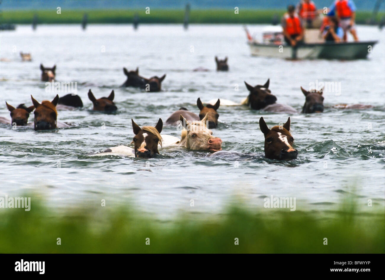 Assateague ponnies swim across the channel during the annual Chincoteague Pony Swim in Virginia. Stock Photo