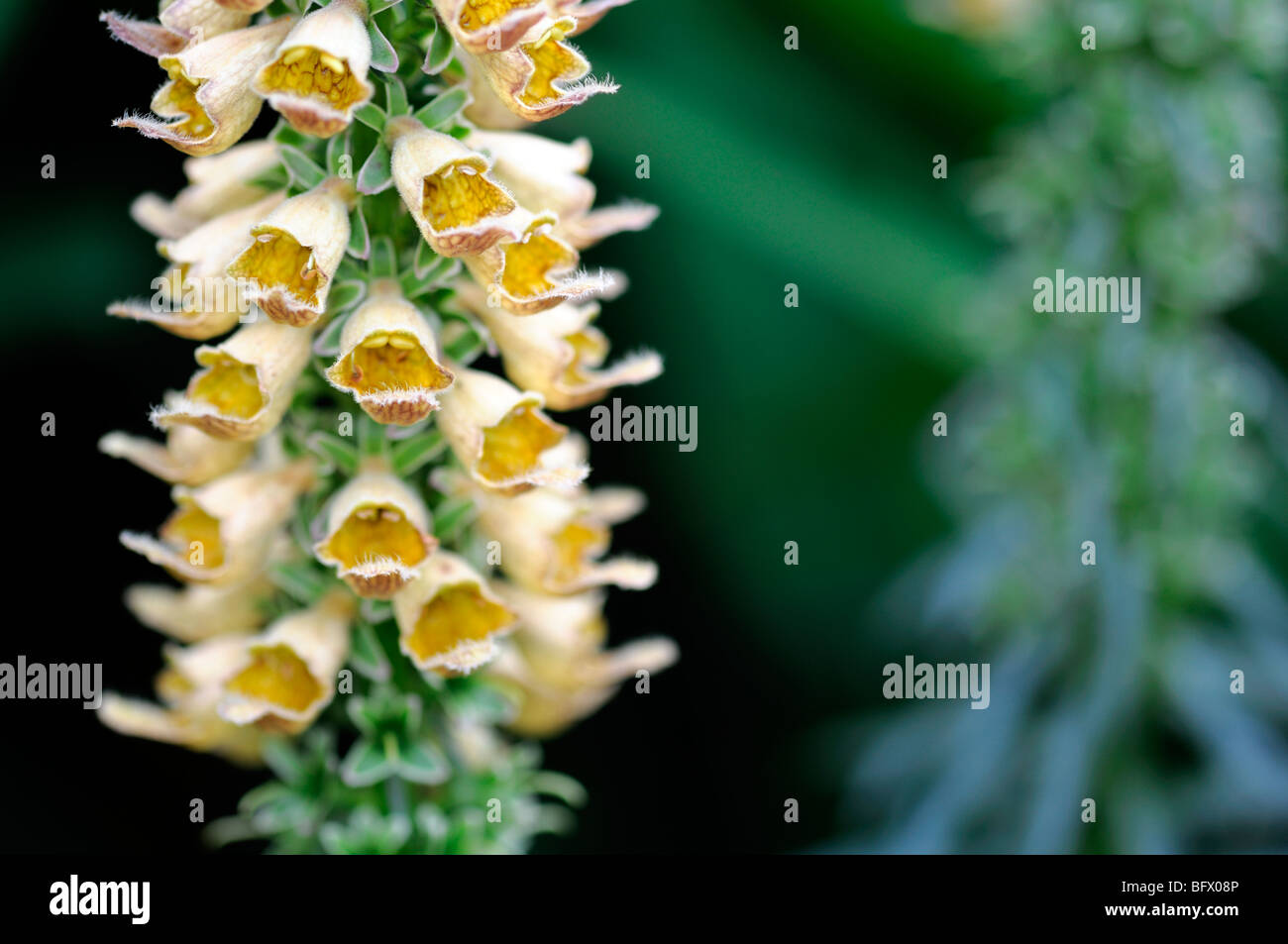 foxglove Digitalis stewartii  flower bloom blossom closeup close up detail macro Stock Photo
