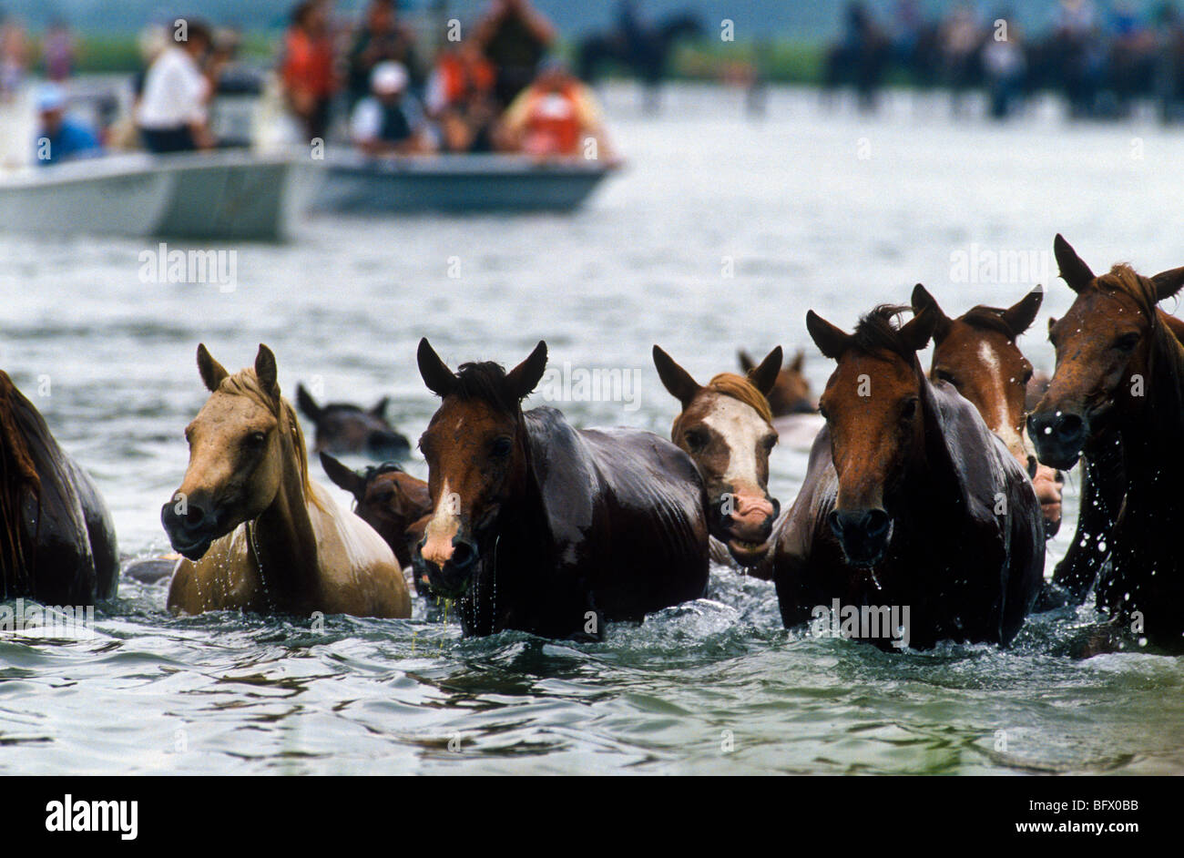 Assateague ponnies swim across the channel during the annual Chincoteague Pony Swim in Virginia. Stock Photo