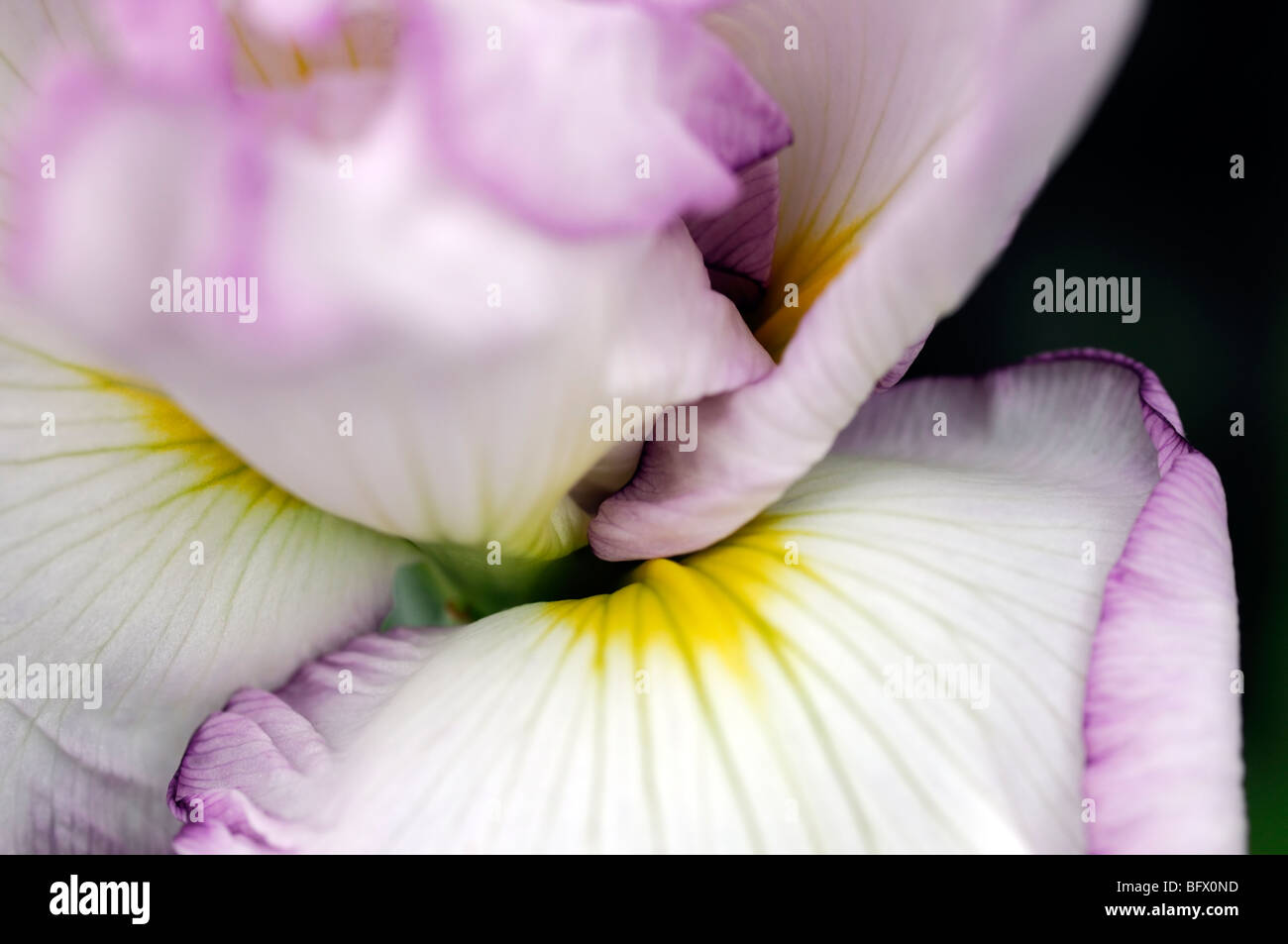 japanese water iris ensata fortune single one flower bloom blossom color colour closeup Stock Photo