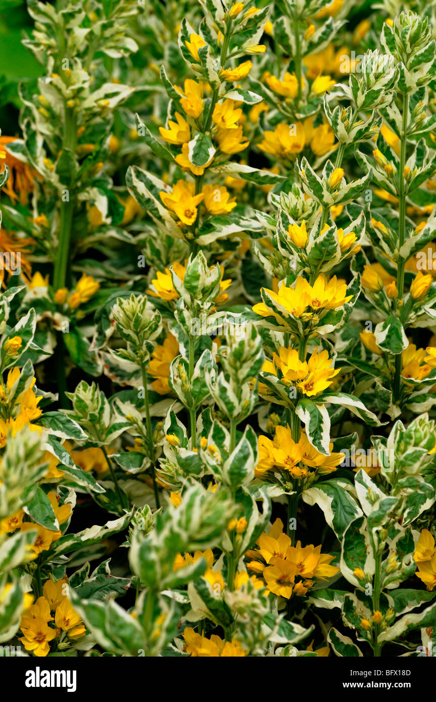 Lysimachia punctata 'Alexander'  Variegated or Spotted Yellow Loosestrife Circle Flower Myrsinaceae (Primulaceae) Stock Photo