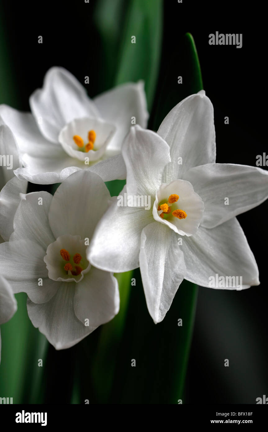 narcissus ziva paperwhites plants white flowers flowering blooms bulbs