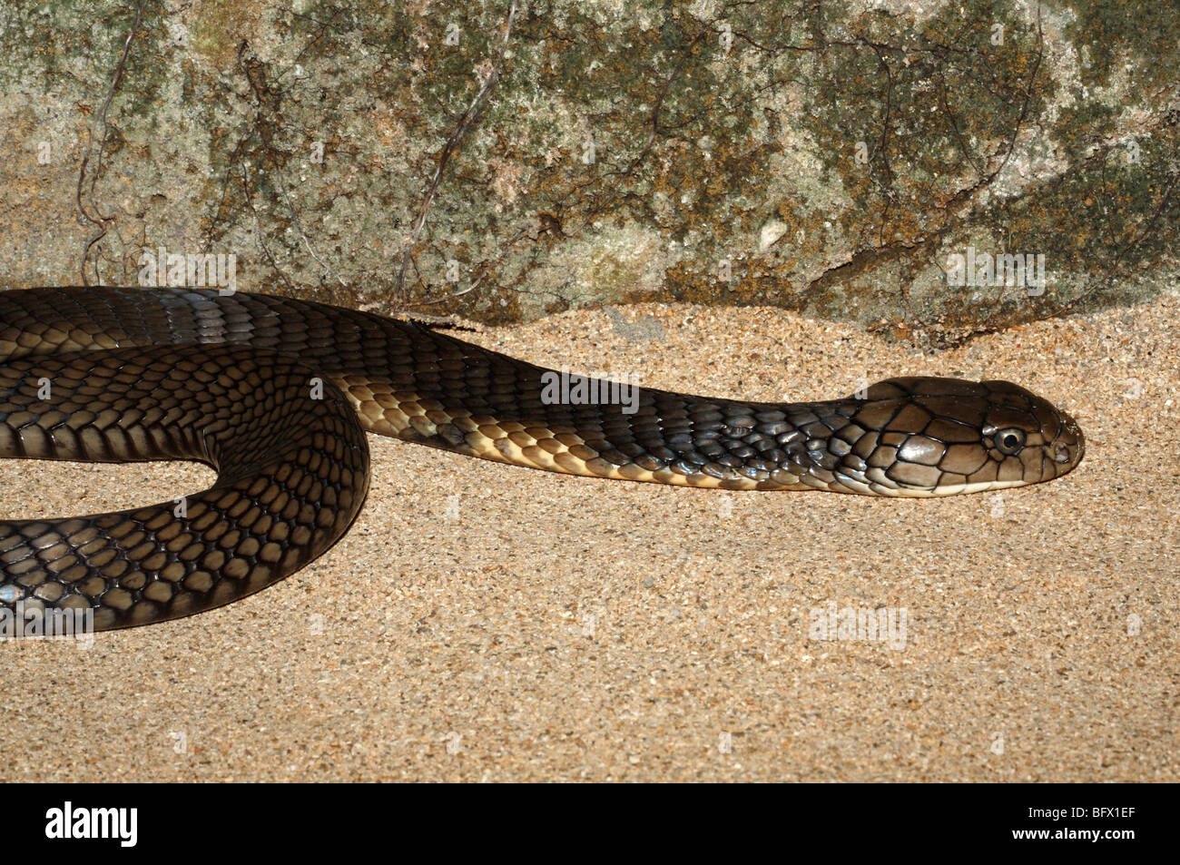 King Cobra, Ophiophagus hannah, Bali, Indonesia. This snake is the largest of the venomous land snakes Stock Photo