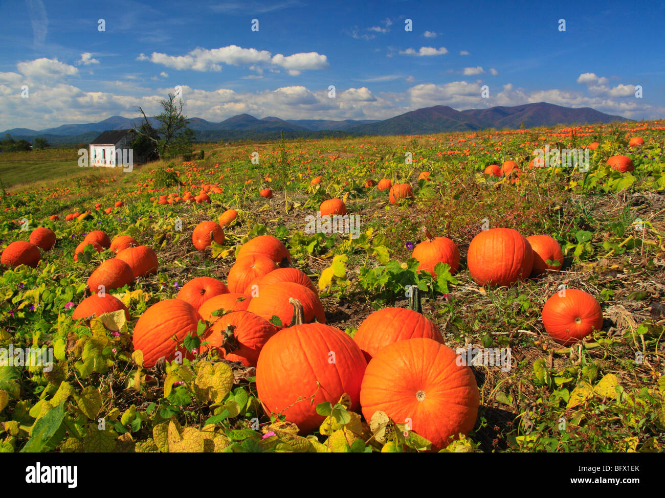Pumpkin Patch at Seaman Orchard in Roseland, Nelson County, Virginia