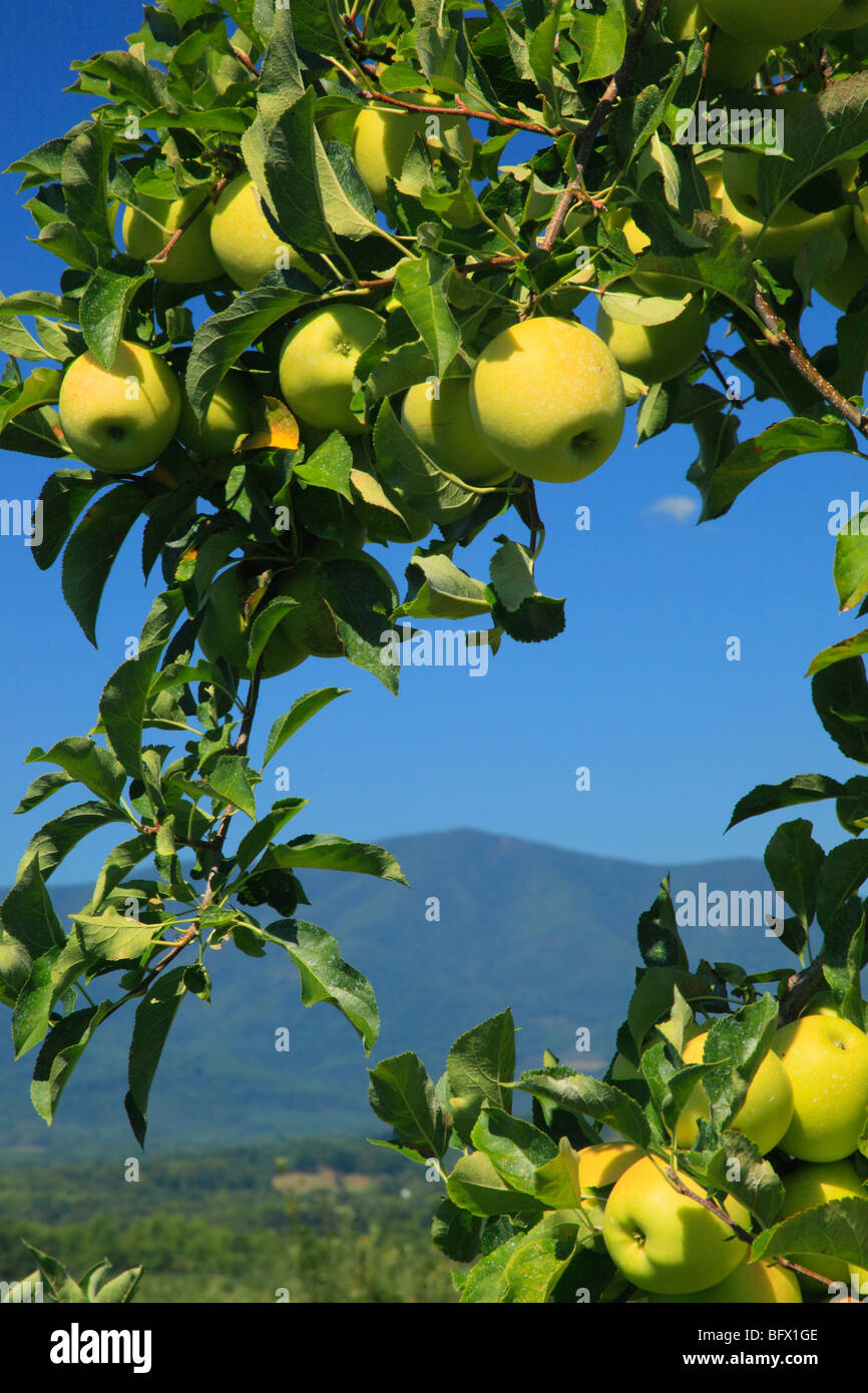 Apples at Seaman Orchard in Roseland, Nelson County, Virginia Stock