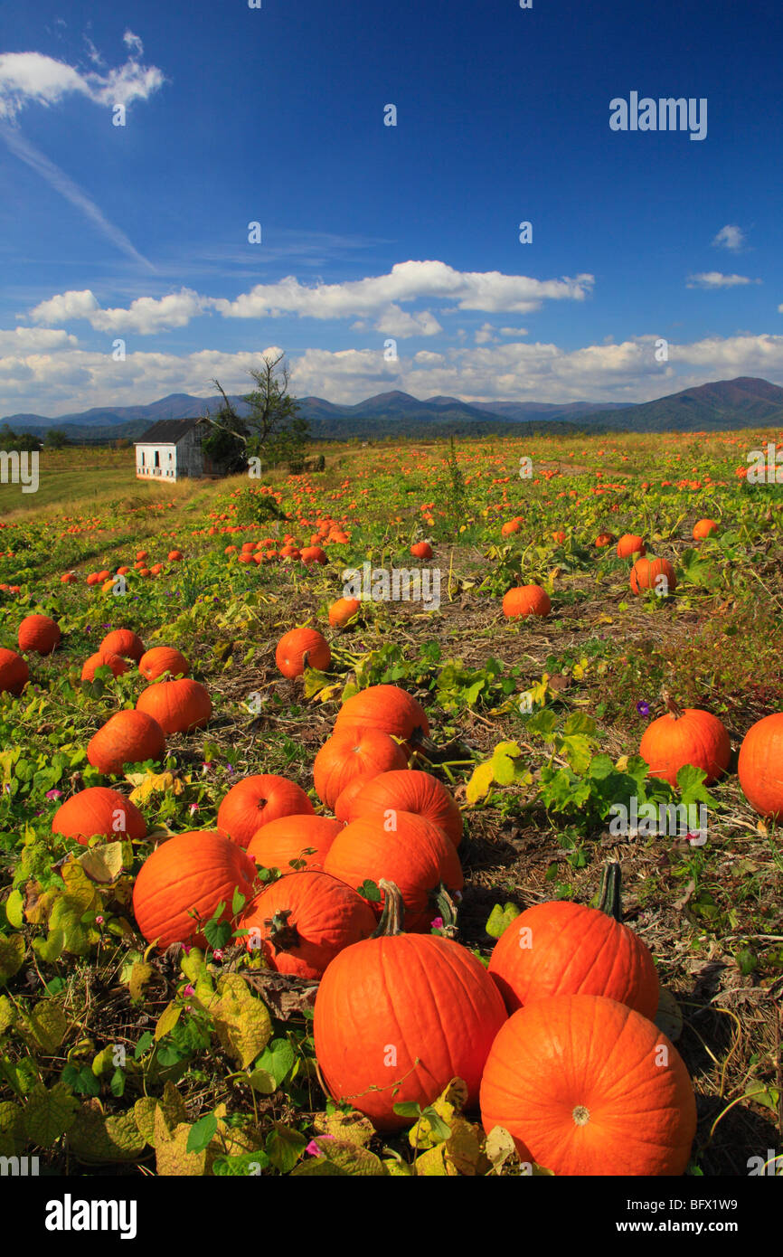 Pumpkin Patch at Seaman Orchard in Roseland, Nelson County, Virginia