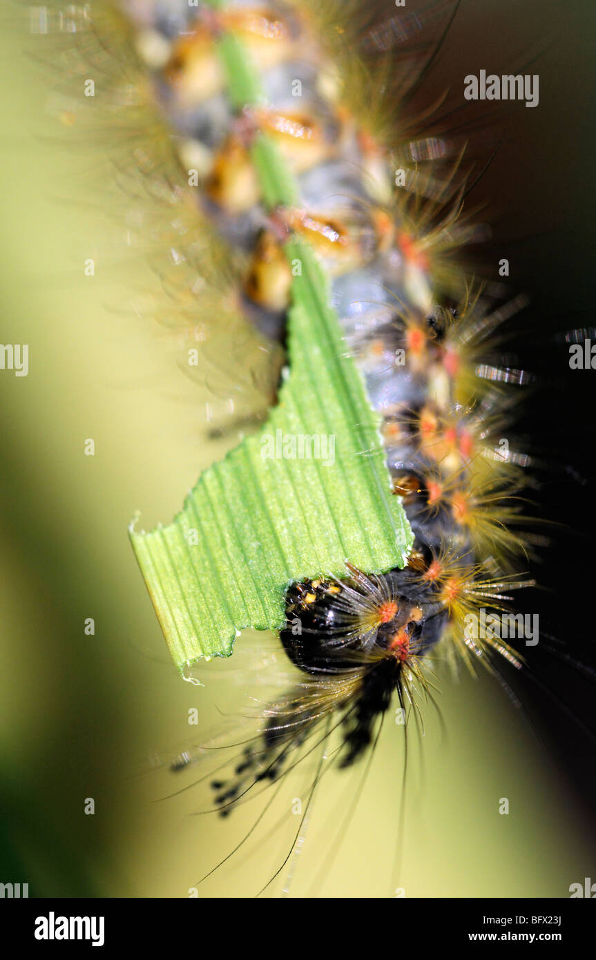 Orgyia antiqua Rusty Tussock Vapourer moth caterpillar larva feeding on a green montbretia leaf  pest destroy destruction Stock Photo