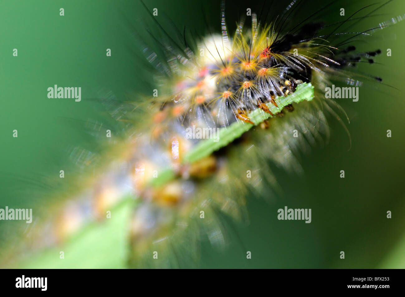 Orgyia antiqua Rusty Tussock Vapourer moth caterpillar larva feeding on a green montbretia leaf  pest destroy destruction Stock Photo