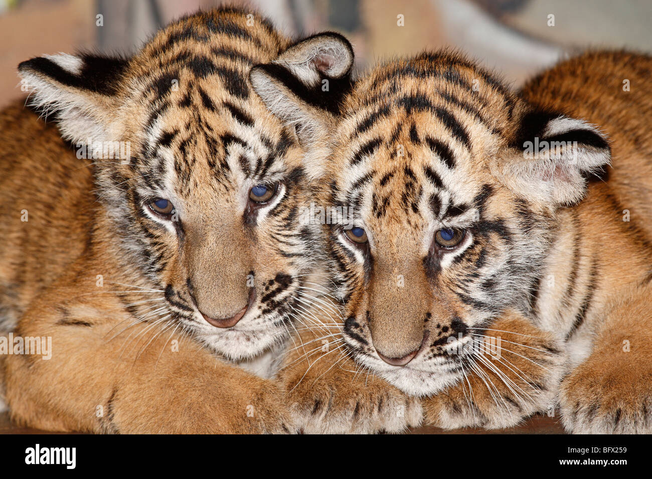 Balinese Tiger Cubs