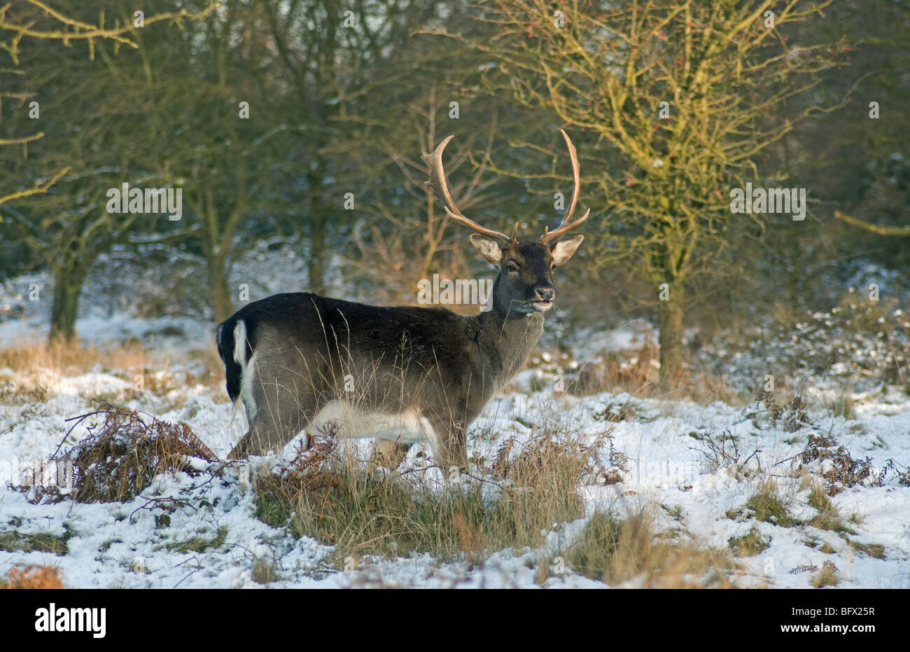 Fallow DeerDrum WinterCoat Burned