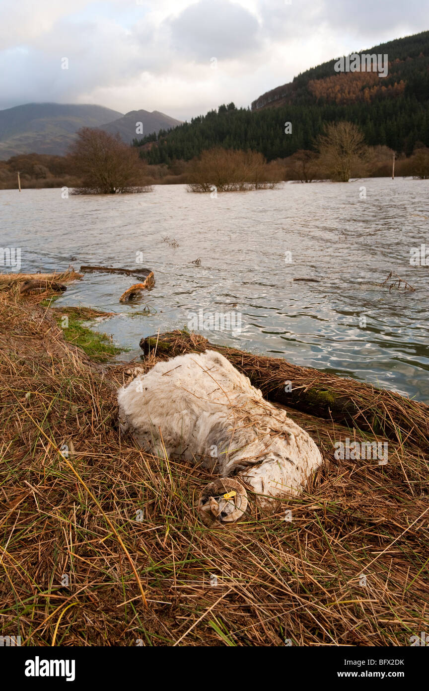 Dead sheep at waters edge after severe flooding in West Cumbria, November 2009 Stock Photo