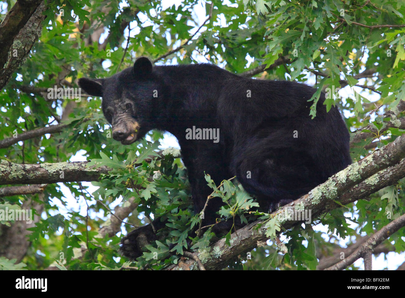 Black bear eating acorns in oak tree on Skyline Drive north of Big