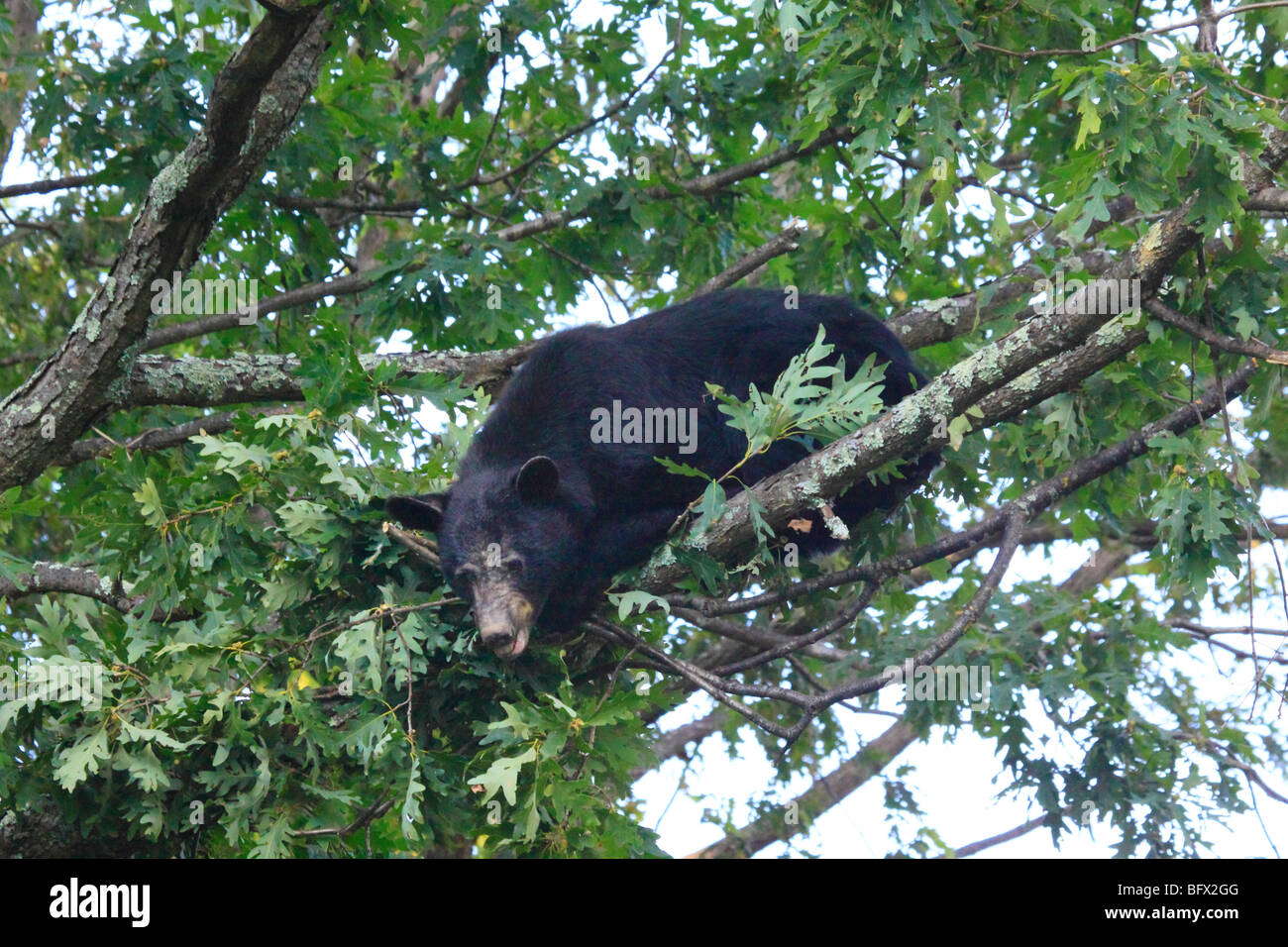 Black bear eating acorns in oak tree on Skyline Drive north of Big Meadows, Shenandoah National Park, Virginia Stock Photo