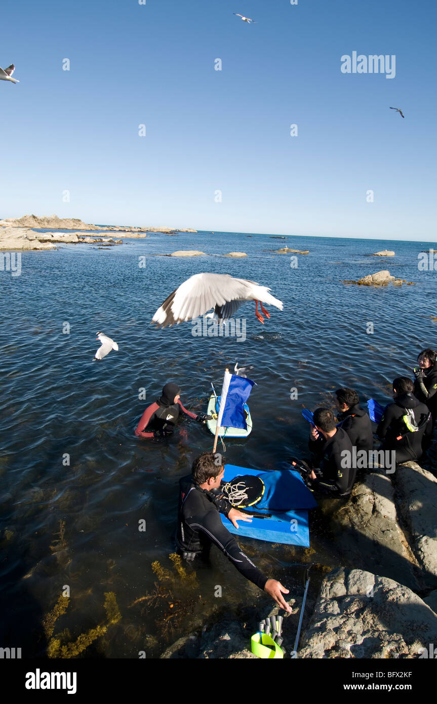 Group of tourist being taken on snorkel trip, collecting seafood Kaikoura South Island, New Zealand, Stock Photo