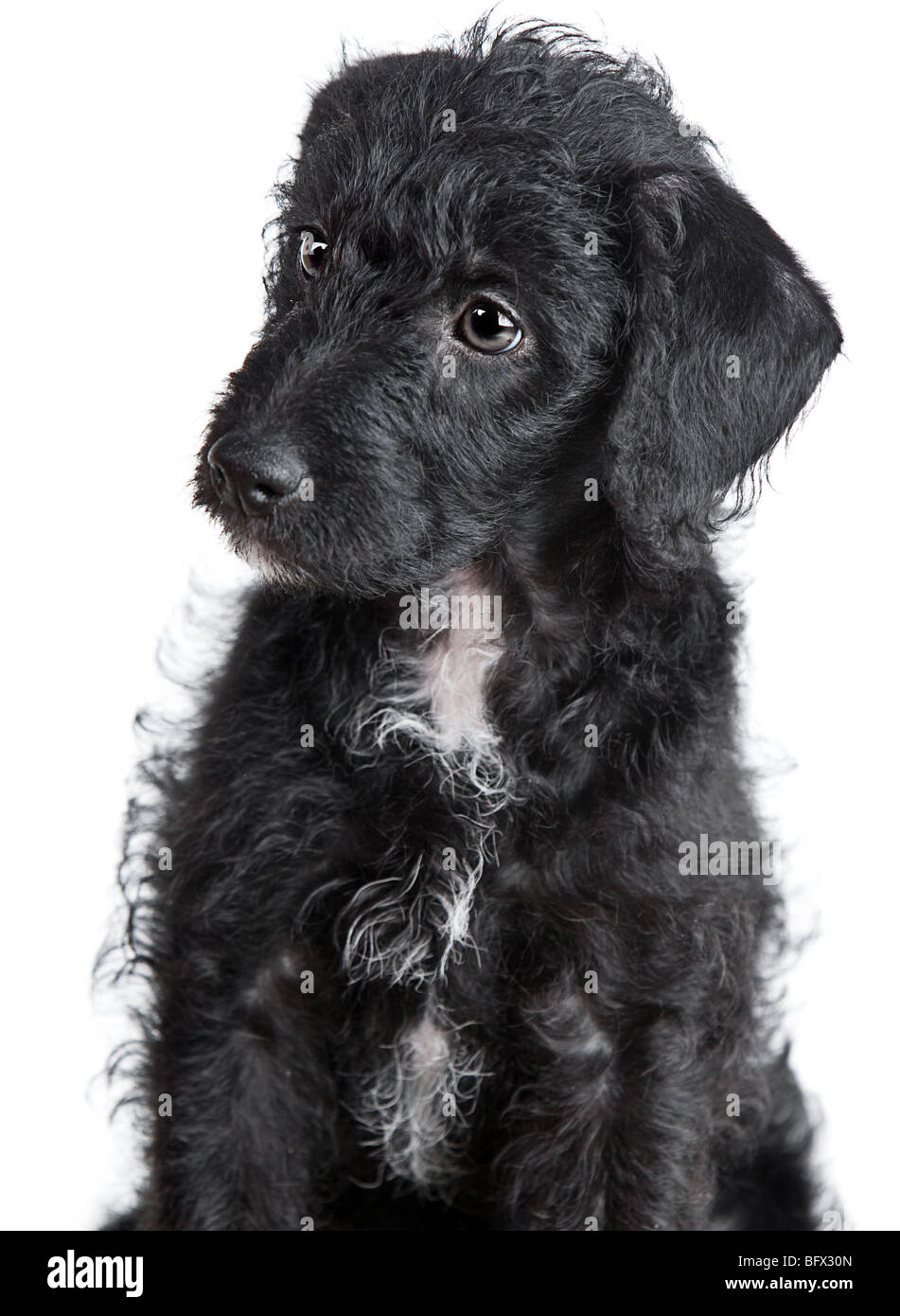 Isolated Shot of an Adorable Jack-a-Doodle Puppy Stock Photo - Alamy