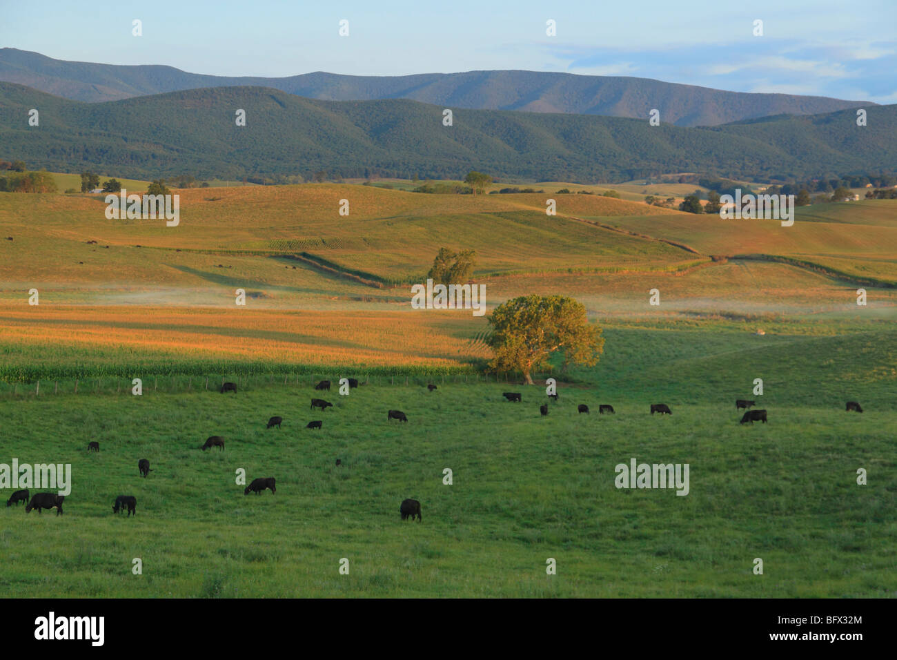Cattle graze on farmland in Swoope, Shenandoah Valley, Virginia Stock Photo