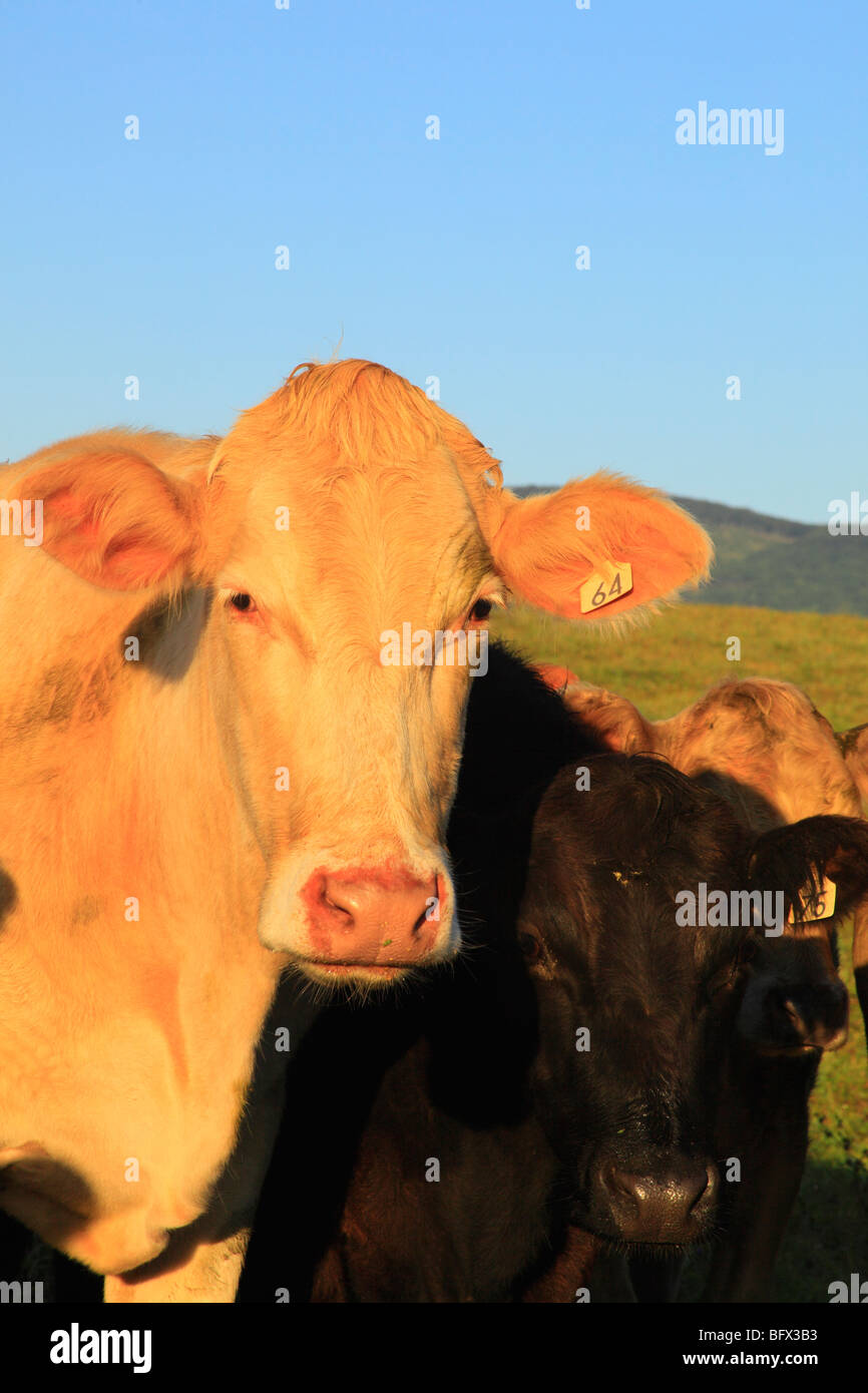 Cows on farm in Swoope, Shenandoah Valley, Virginia Stock Photo