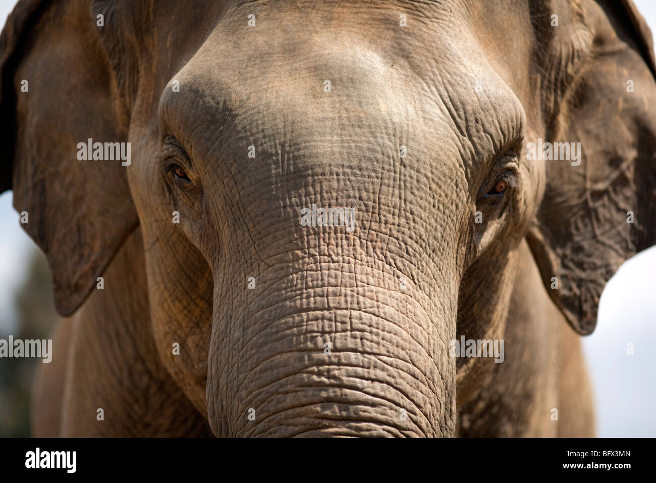 Indian Elephant, Sri Lanka Stock Photo
