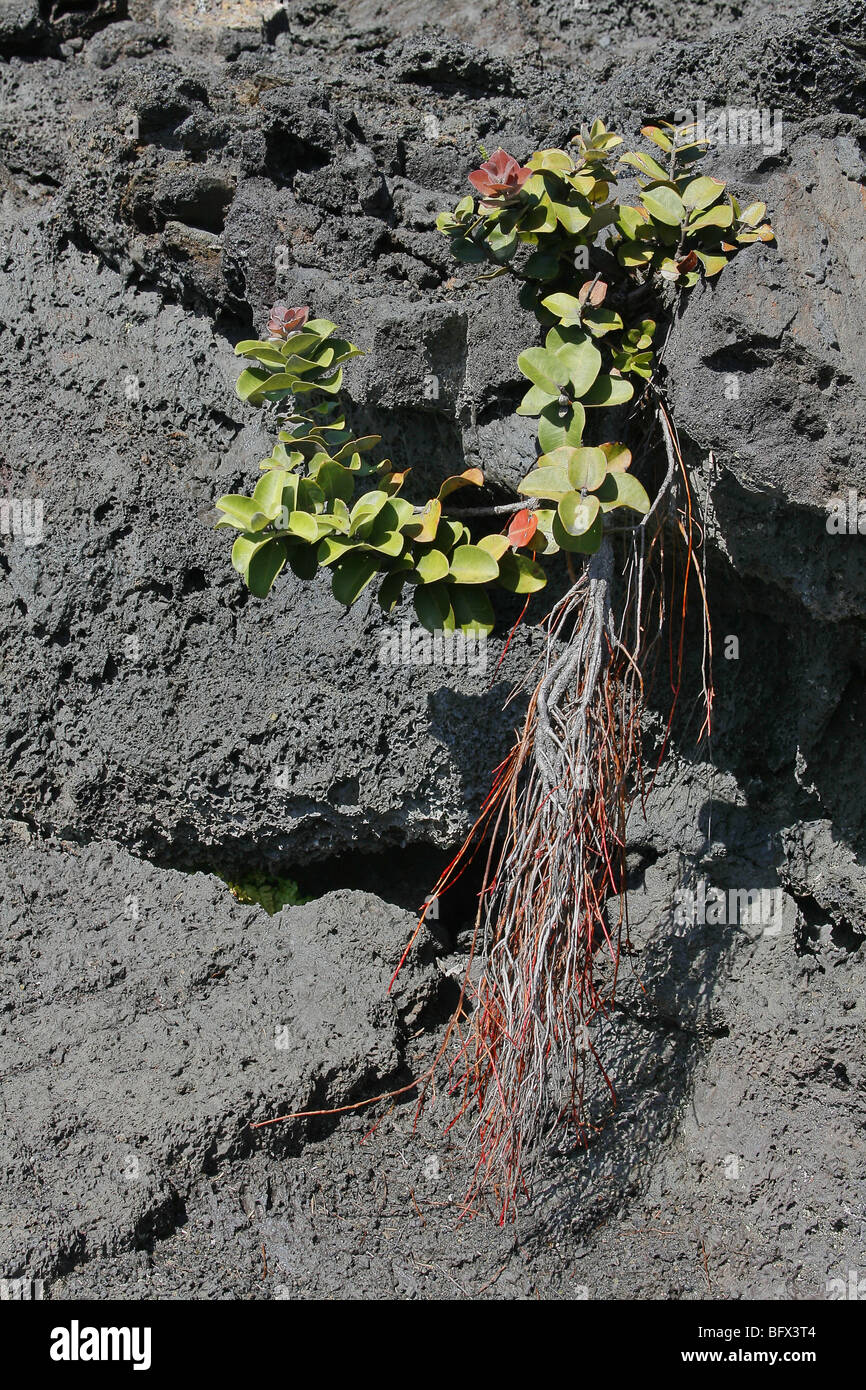 Ohi'a, Metrosideros polymorpha, with aerial roots, recolonising recent lava flow. Stock Photo