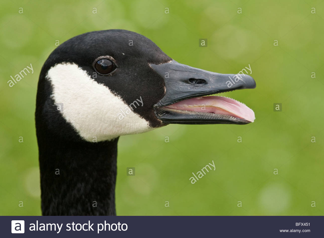 canada goose brandon mb canada goose brandon mb