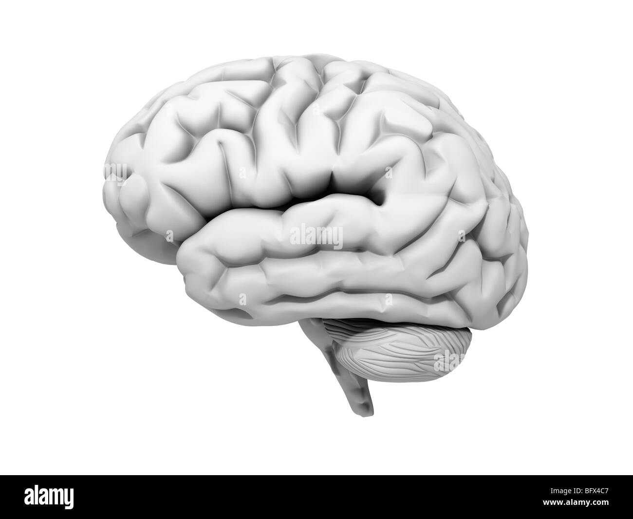 Brain against white background, 3D illustration. Stock Photo