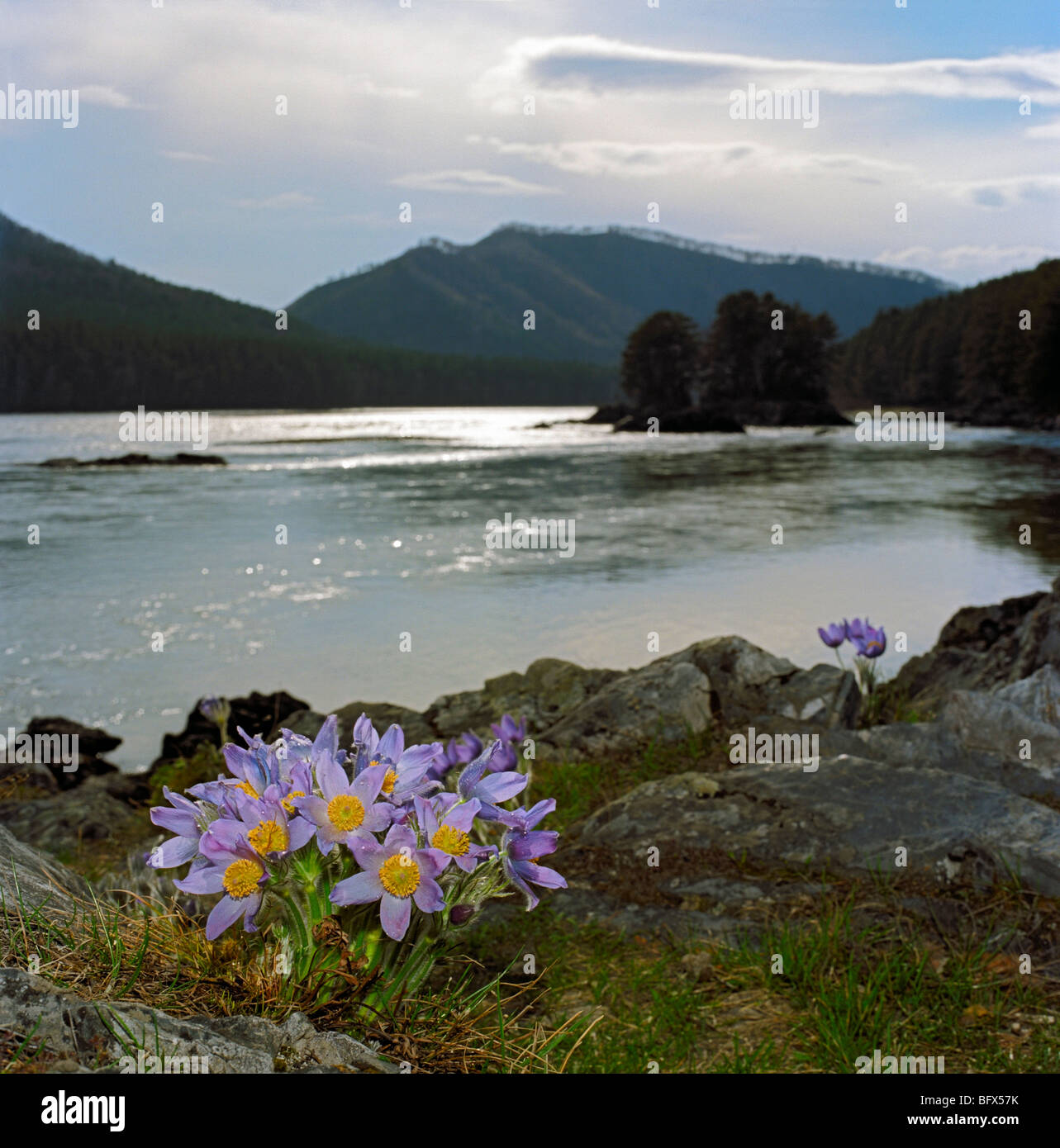 Pasque flowers on the bank of the Katun River. Altai, Siberia, Russia Stock Photo