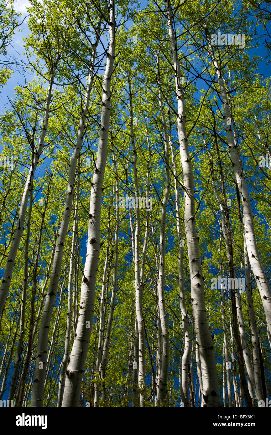 Looking upwards in aspen grove, with emerging spring foliage, Greater