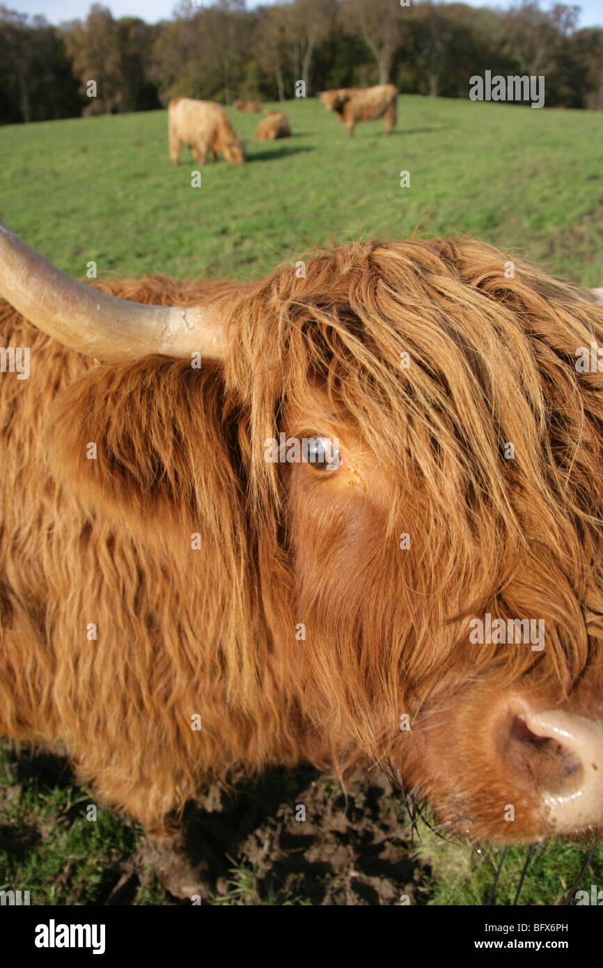 Close up picturesque view of Highland Cows grazing in Scotland Stock ...