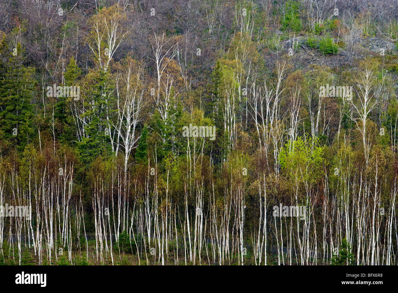 Hillside of white birch trees in Spring, Greater Sudbury, Ontario