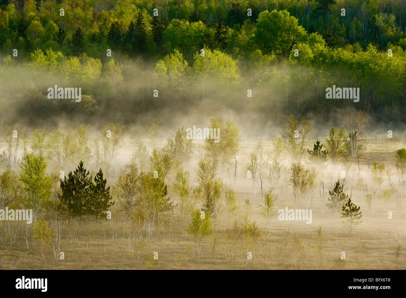 Spring forests on hillsides with morning mists in valley bog, Greater Sudbury, Ontario, Canada Stock Photo