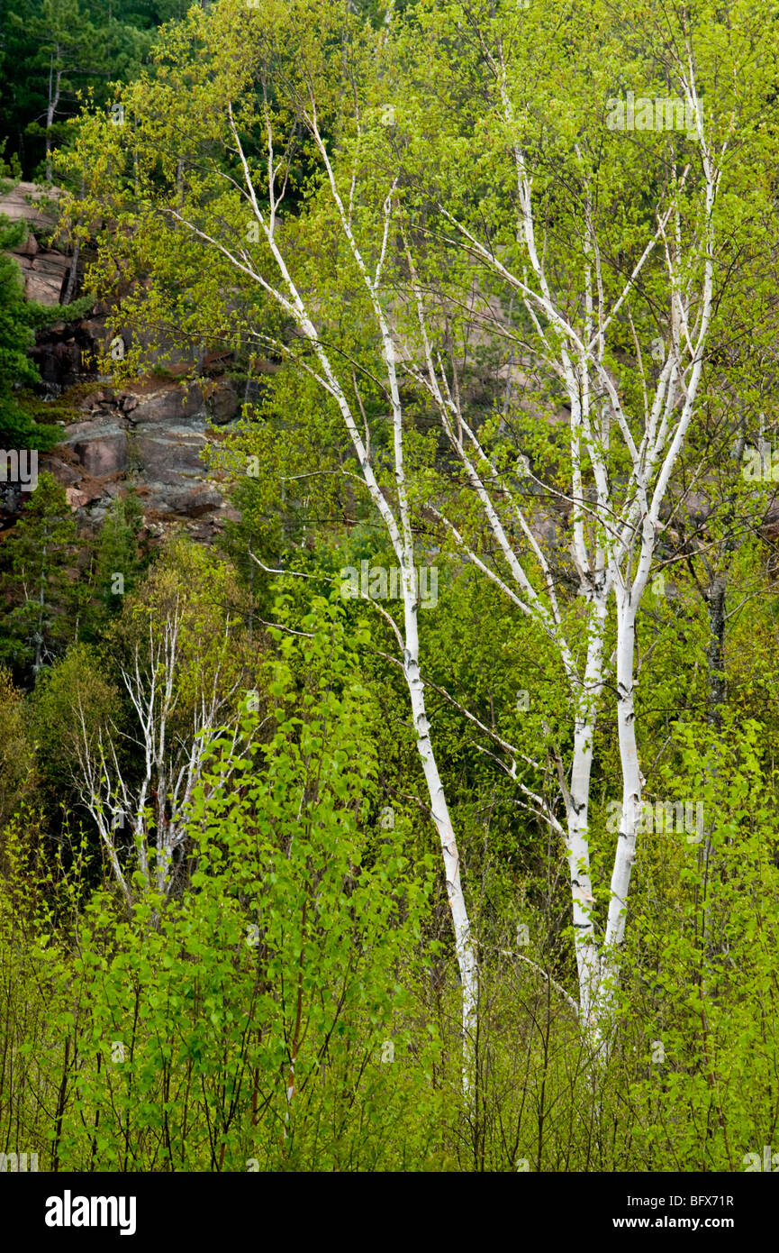 Birch tree trunks and fresh foliage, Greater Sudbury, Ontario, Canada