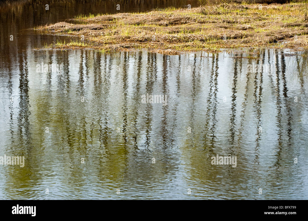 Tree reflections in Fairbank Creek, Greater Sudbury, Ontario, Canada Stock Photo