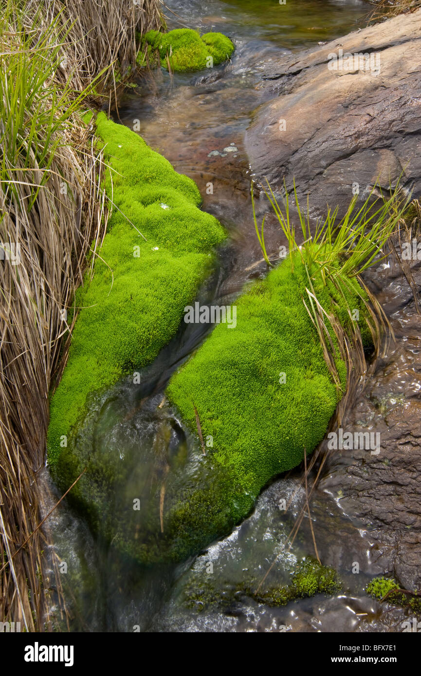 Beds of Pohlia moss at edge of small stream running off over rock outcrops, Greater Sudbury, Ontario, Canada Stock Photo