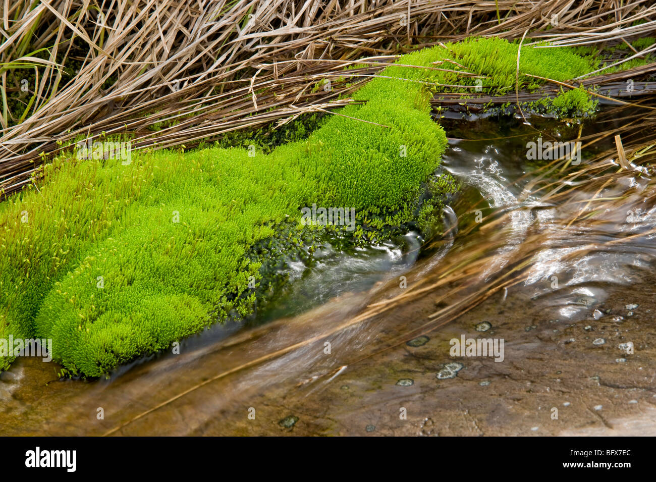 Beds of Pohlia moss at edge of small stream running off over rock outcrops, Greater Sudbury, Ontario, Canada Stock Photo