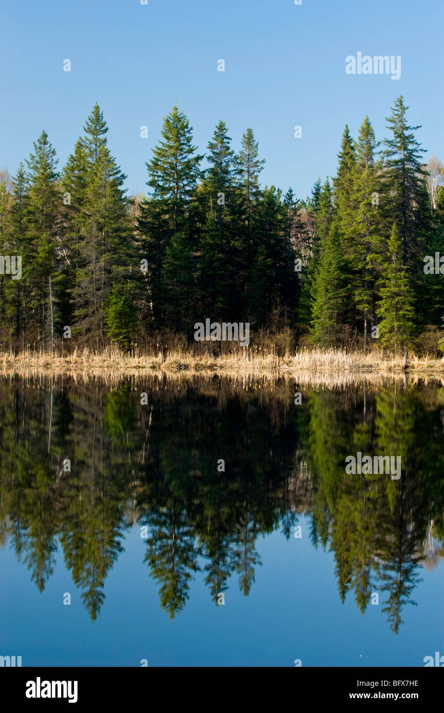 Spruce tree reflections in beaver pond, Greater Sudbury, Ontario ...