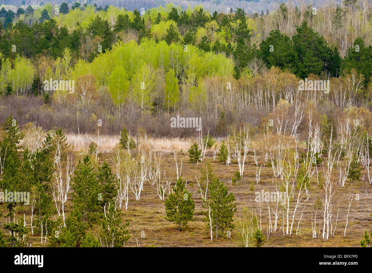 Aspens and birch trees in spring valley from high viewpoint, Greater Sudbury, Ontario, Canada Stock Photo