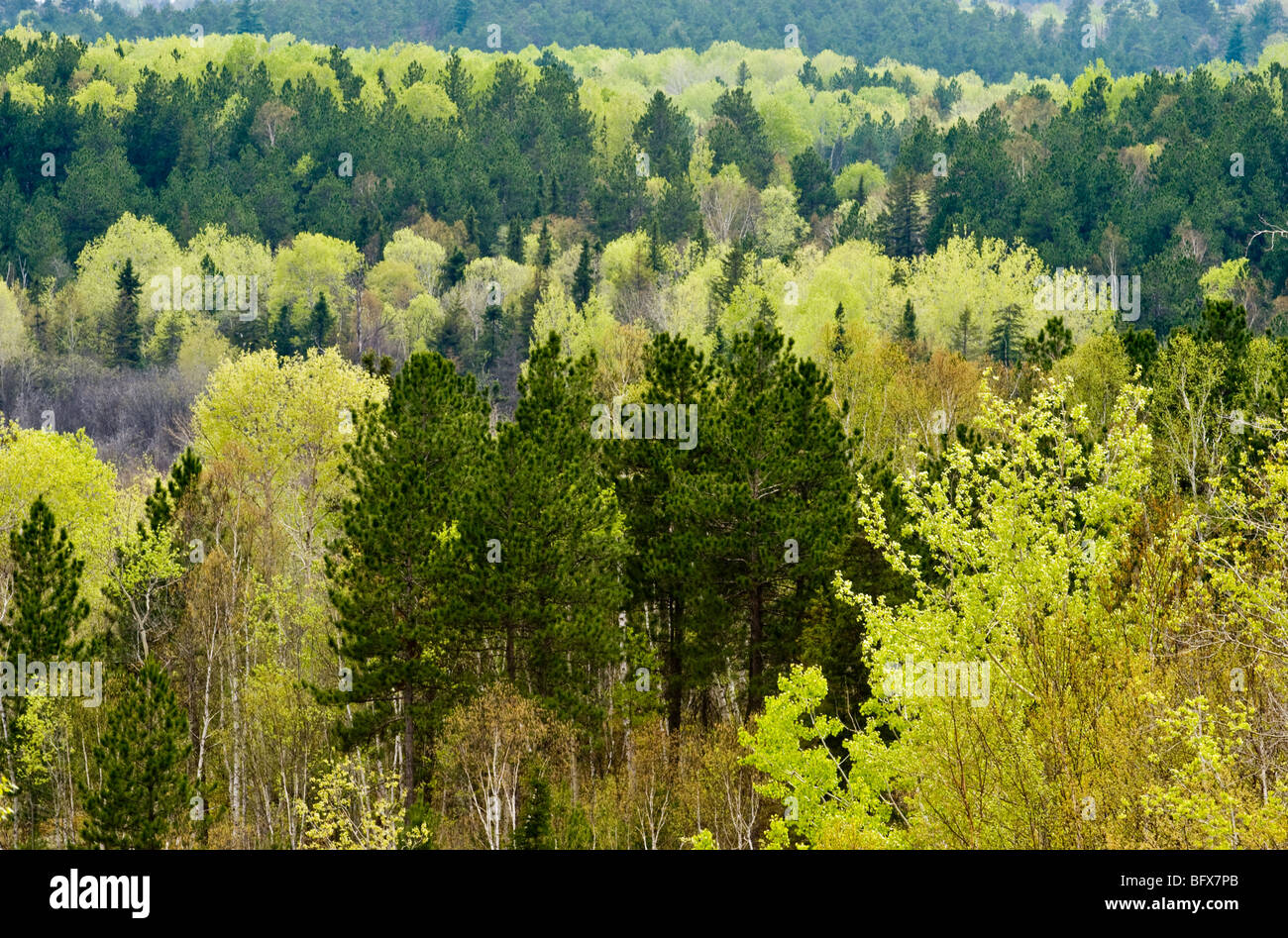 Fresh foliage in aspens with spruce and pine trees in valley from high viewpoint, Greater Sudbury, Ontario, Canada Stock Photo