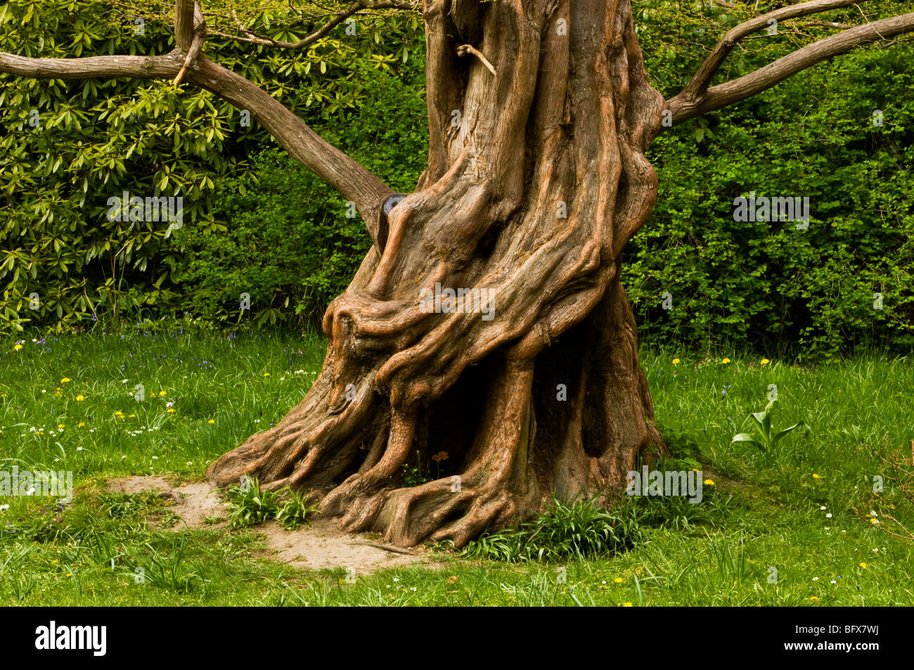 Mature arbutus tree in Beacon Hill Park, Victoria, BC British Columbia ...