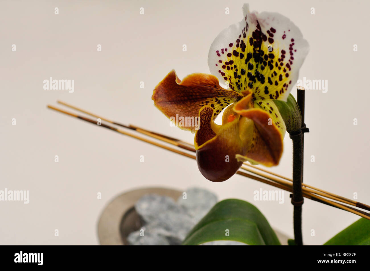 Brown Lady's lady slipper orchid (Paphiopedilum) Stock Photo