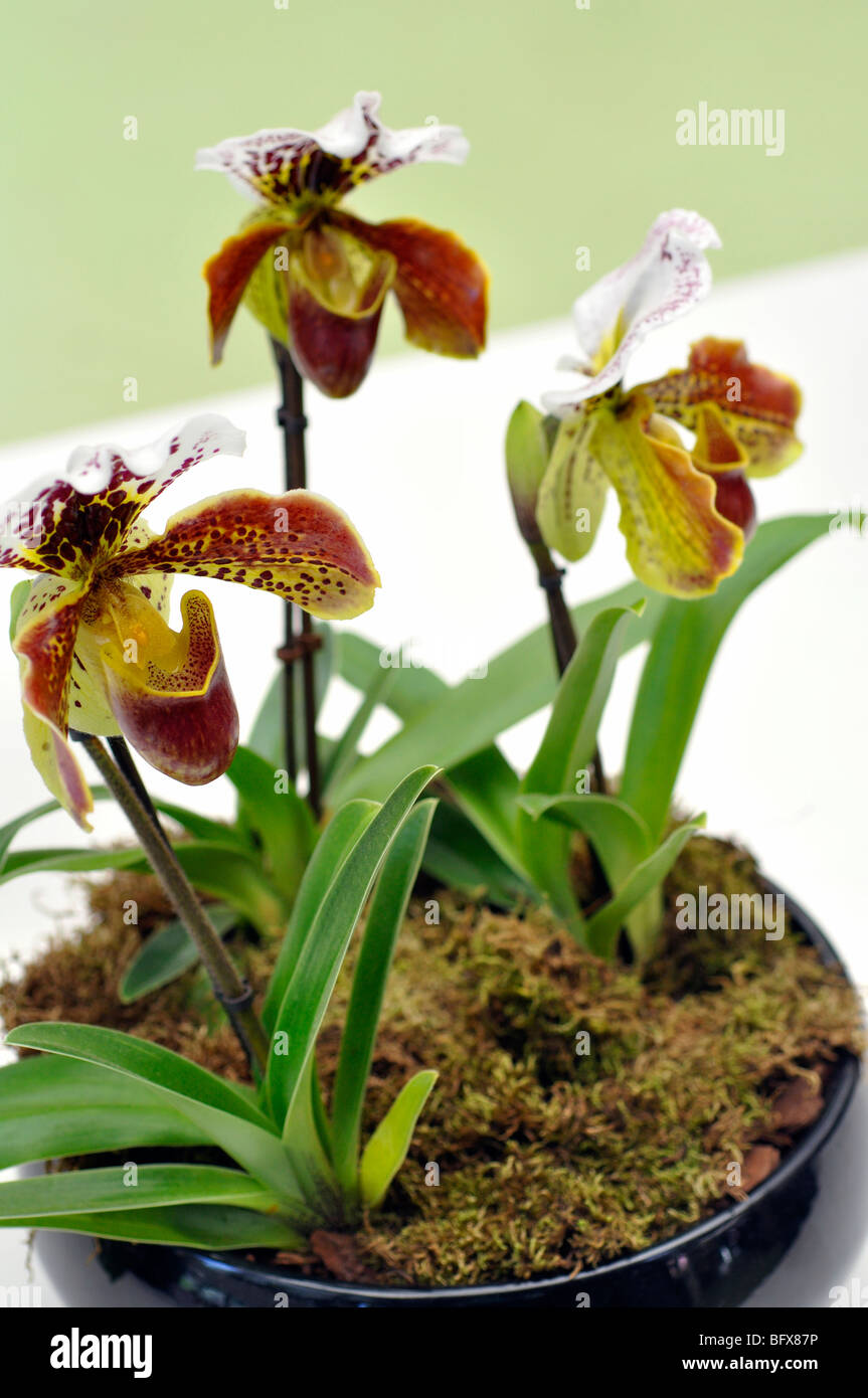 Brown Lady's lady slipper orchids (Paphiopedilum) Stock Photo