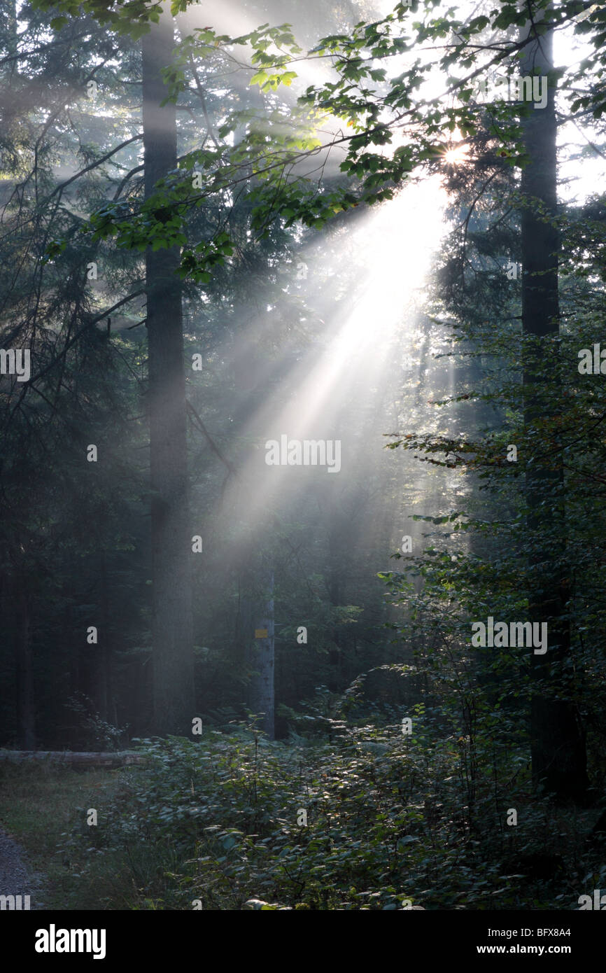light in the forest Stock Photo Alamy