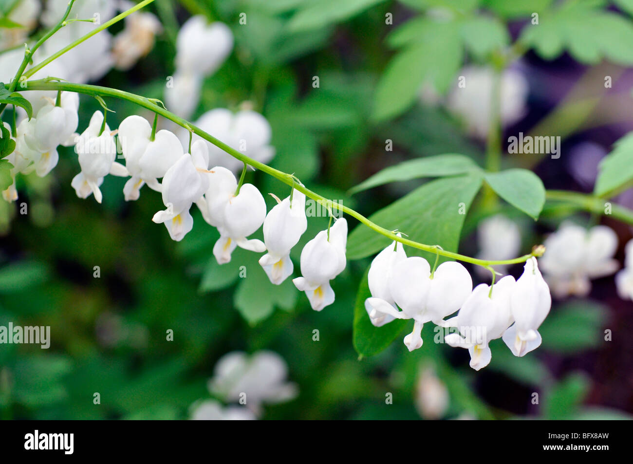 White Bleeding Heart Flower (Dicentra spectabilis alba Stock Photo Alamy